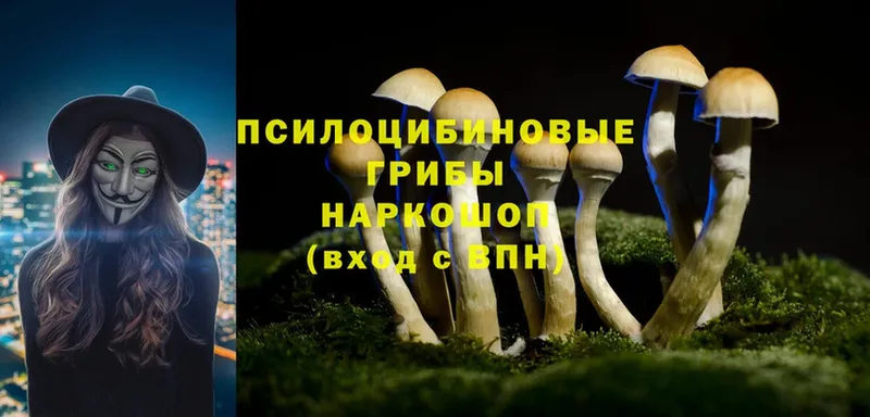 блэк спрут как войти  Когалым  Псилоцибиновые грибы Psilocybine cubensis 